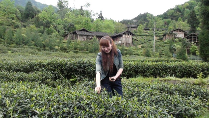 川茶十二朵金花之風景這邊獨好 -劉雪華和她的成都匯茗茶業公司