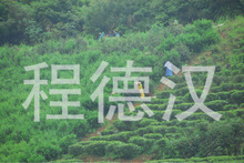 茶葉 批發兼零售茶葉 武夷巖茶大紅袍_產品詳情