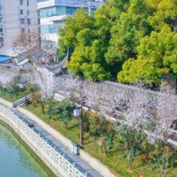 南京多條河道實現-清水綠岸 魚翔淺底